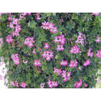 Pelargonium p. ´Acapulco´ / Muškát převislý, K7