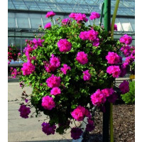 Pelargonium pelt. PAC® ´Ricky´ / Muškát, bal. 3 ks, 3xK7