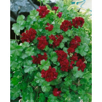 Pelargonium pelt. ´PAC® ´Tommy´ / Muškát převislý, bal. 6 ks, 6x K7