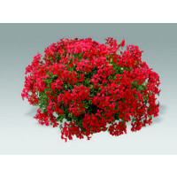 Pelargonium peltatum ´Evka´ / Pelargonie převislá červená, bal. 6 ks sadbovačů