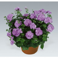 Pelargonium peltatum ´Lily´ / Pelargonie převislá fialová, bal. 6 ks, 6x K7
