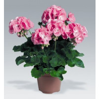 Pelargonium zonale ´Candy Rose´ / Pelargonie páskatá růžová, bal. 6 ks sadbovačů