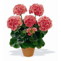 Pelargonium zonale ´Bergpalais´ / Pelargonie páskatá lososová, bal. 6 ks sadbovačů