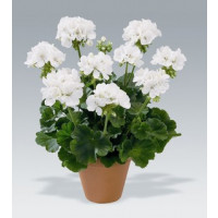 Pelargonium zonale ´Glacis´ / Pelargonie páskatá bílá , bal. 6 ks sadbovačů