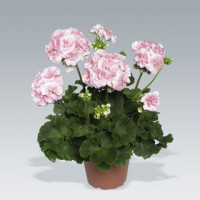 Pelargonium zonale ´Salmon Princess´ / Pelargonie páskatá růžová, bal. 6 ks sadbovačů