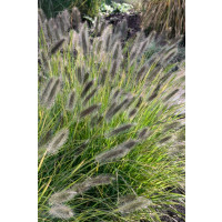 Pennisetum alopecuroides ´Black Beauty´ / Dochan psárkovitý, C1