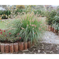Pennisetum alopecuroides ´Japonicum´ / Dochan psárkovitý, C1
