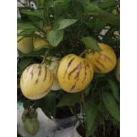 Solanum muricatum / Pepino Gold, 20 cm, K9