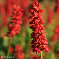 Persicaria amplexicaulis 'J.S. Caliente' / Rdesno, K11