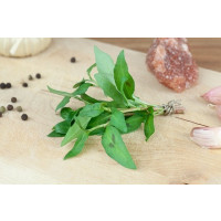 Polygonum odoratum BIO / Rdesno vonné, K12