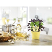 Ocimum basalicum ´PESTO´/ Bazalka-Pesto, K9