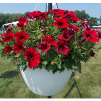 Petunia ´Bingo® Magma Red´  / Petunie, bal. 6 ks sadbovačů