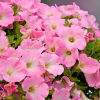 Petunia Bingo®´Pink Morn´ / Petunie, bal. 6 ks, 6xK7