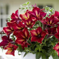 Petunia ´Crazytunia® Mandeville´  / Petunie, bal. 3 ks, 3x K7