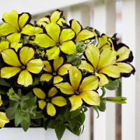Petunia ´Crazytunia® Star Jubilee´  / Petunie, bal. 3 ks, 3x K7