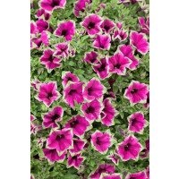 Petunia ´Cascadias Pitaya / Petunie, K7