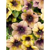 Petunia x atkinsiana ´Ray ™ Shadow´ / Petúnie, bal. 6 ks sadbovačů