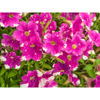 Petunia Splash Dance® ´Rumba Rose´ / Petúnie, K7
