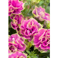 Petunia x atkinsiana ´Tumbelina® Darcey Rosa´ / Petúnie plnokvětá , bal. 6 ks, 6x K7