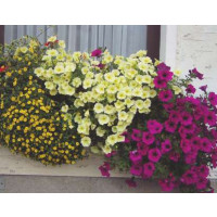 Petunia ´Surfinia Victorian Yellow´® / Petunie žlutá kompakt., K7