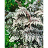 Athyrium nipponicum ´Pewter Lace´ / Papratka , K9