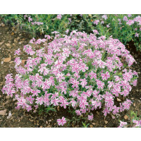 Phlox subulata ´Candy Stripes´ / Plamenka šídlovitá, K9