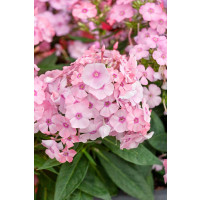 Phlox paniculata Sweet Summer® 'Compact Pink With Eye' / Plamenka latnatá, K9