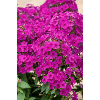 Phlox paniculata 'Adessa® Compact Cherry' / Plamenka latnatá, K9