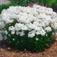 Phlox 'Minnie Pearl' / Flox , K9