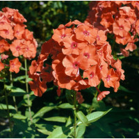 Phlox paniculata 'Adessa® Orange' / Plamenka latnatá, K9