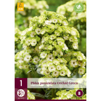 Phlox paniculata ´Orchid Green´ / Plaménka , I.