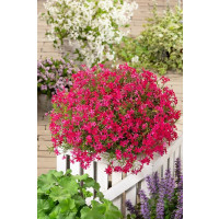 Phlox subulata 'Atropupurea'  / Plamenka šídlovitá , K9