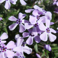 Phlox subulata 'Benita' / Plamenka šídlovitá , K9
