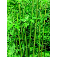 Phyllostachys bissetti/ Pabambus zelený, 40-50 cm, C2
