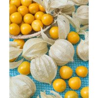 Physalis peruviana ´Goldvital´® / Mochyně peruánská / Peruánska třešeň, K7
