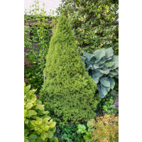 Picea glauca ´Conica´ / Smrk sivý kuželovitý, 50 cm, C3