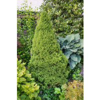 Picea glauca ´Conica´ / Smrk sivý kuželovitý, 15-20 cm, C1,5
