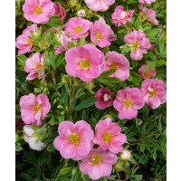Potentilla fruticosa ´Pink Paradise´ / Mochna křovitá sytěrůžová, C1,5