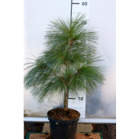 Pinus schwerinii ´Wiethorst´/ Borovice , 40-60 cm, C2