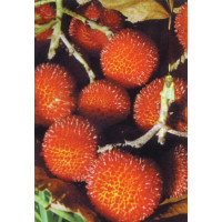 Arbutus unedo / Planika / Jahodový strom, 20-30 cm, C2