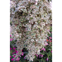 Plectranthus coleoides / Plektrant / Moud, bal. 6 ks, 6x K7