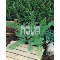 Polystichum setiferum / Kapradina bodlinkatá, K9