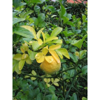 Poncirus trifoliata / Citronečník trojlistý, 30-40 cm, K9