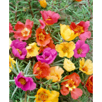 Portulaca grandiflora / Šrucha velkokvětá ´SMĚS´, bal. 0,2 g