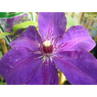 Clematis ´The President´ / Plamének, 40 cm vyv., C2