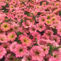 Petunia Prettytoonia®´Apricot´ / Petunie, bal. 3 ks, 3x K7