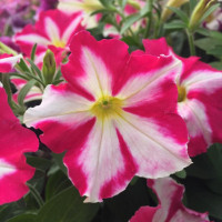 Petunia ´Prettytoonia® Pink Jet´ / Petunie, bal. 6 ks sadbovačů