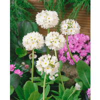 Primula denticulata ´Alba´ / Petrklíč/ Prvosenka zoubkatá, K9