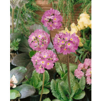 Primula denticulata ´Lilac´ / Petrklíč / Prvosenka zoubkatá, K9