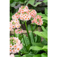 Primula japonica 'Appleblossom' / Petrklíč/ Prvosenka japonská, K9